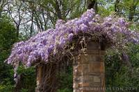 © Matt Nicholson 2013

Wisteria Vines