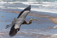 © Matt Nicholson 2014

South Padre Island, Texas