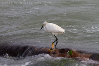 © Matt Nicholson 2014

South Padre Island, Texas