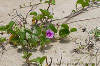 © Matt Nicholson 2014

South Padre Island, Texas