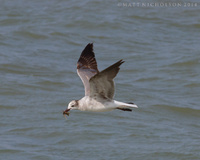 © Matt Nicholson 2014

South Padre Island, Texas