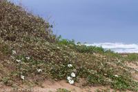 © Matt Nicholson 2014

South Padre Island, Texas