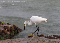 © Matt Nicholson 2014

South Padre Island, Texas