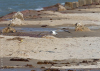 © Matt Nicholson 2014

South Padre Island, Texas