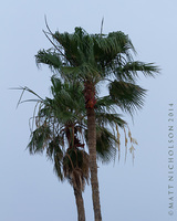 © Matt Nicholson 2014

South Padre Island, Texas