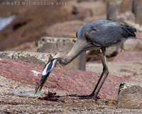 © Matt Nicholson 2014

South Padre Island, Texas