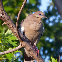 White-Winged Dove 2016