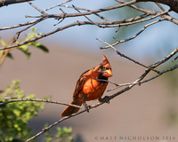 © Matt Nicholson 2014

Get Off My Lawn!!