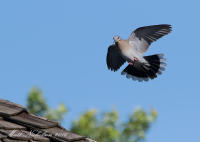 White-Winged Dove 2016