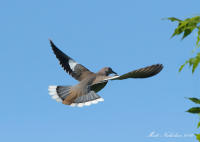 White-Winged Dove 2016