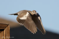 White-Winged Dove 2016