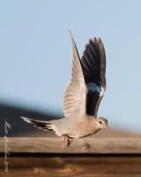 White-Winged Dove 2016