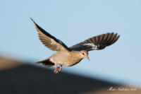 White-Winged Dove 2016