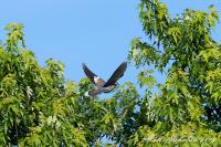 White-Winged Dove 2016