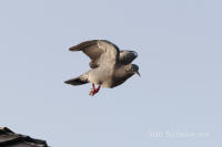 White-Winged Dove 2016