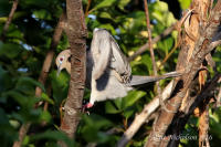 White-Winged Dove 2016