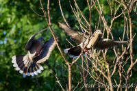 White-Winged Dove 2016