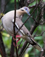 White-Winged Dove 2016