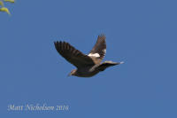 White-Winged Dove 2016