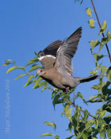 White-Winged Dove 2016