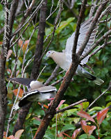 White-Winged Dove 2016