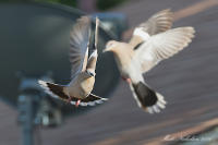 White-Winged Dove 2016