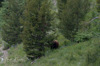 Mama Bear with Cub along Logan Pass